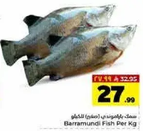سمك باراموندي للكilo