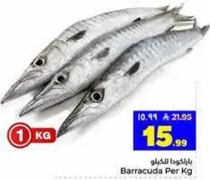 سمك باراكودا