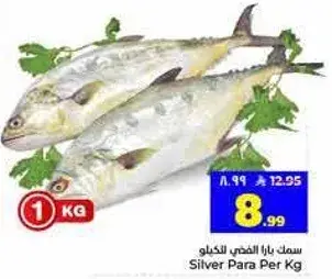 سمك بارا الفضي