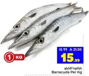 باراكودا للكilo