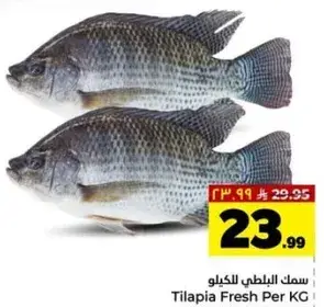 سمك البلطي للكيلو