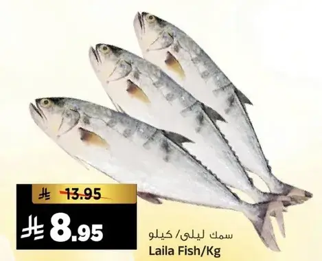 سمك ليلي /كيلو