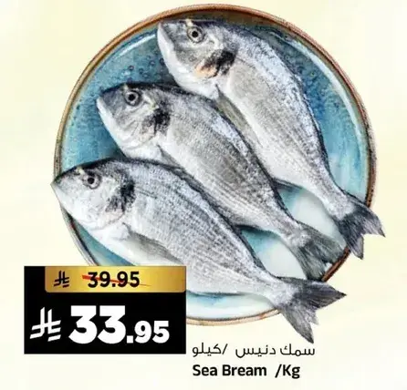 سمك دنيس /كيلو