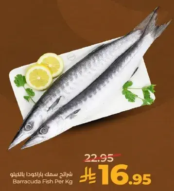 شرايح سمك باراكودا لكل كيلو