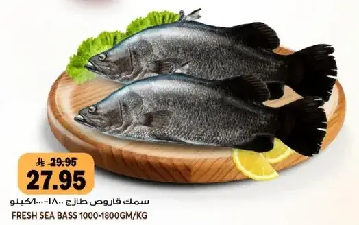 سمك قاروص طازج 1000-1800 كيلو