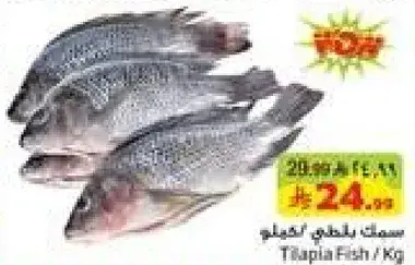Tilapia Fish / Kg