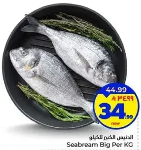 الدنيس الكبير للكيلو
