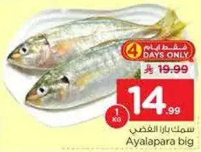 سمك بارا الغضي