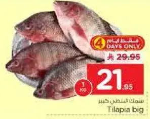 سمك بلطي كبير 1 كيلو