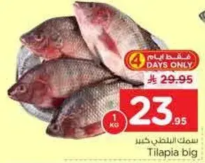 سمك البلطي كبير 1 كجم.