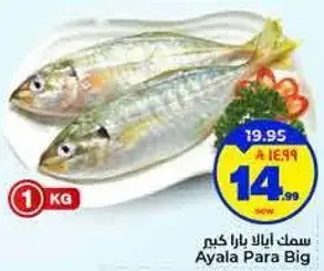 سمك ايالا بارا كبير