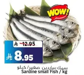 سمك سردين صغير / كيلو