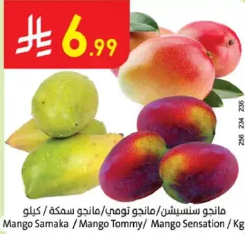 مانجو سنسيشن / مانجو تومي / مانجو سمكه / كيلو