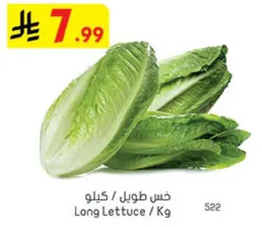 خس طويل / كيلو