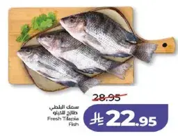 سمك البلطي طازج