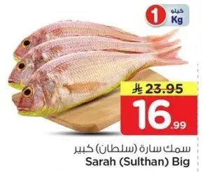 سمك ساره (سلطان) كبير بالكيلو