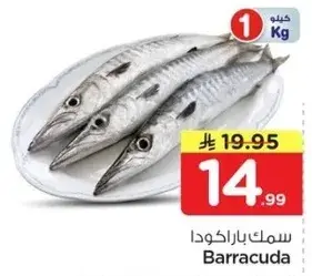 سمك باراكودا 1 كيلو