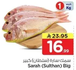 سمك ساره (سلطان) كبير