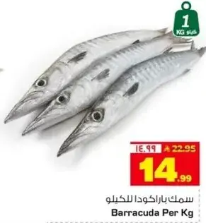 سمك باراكودا بالكيلو.