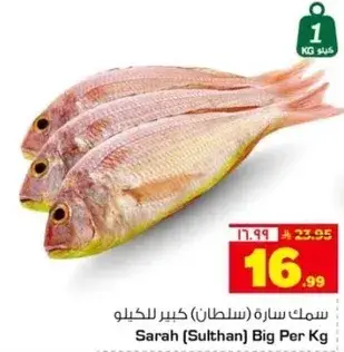 سمك ساره (سلطان) كبير للكيلو