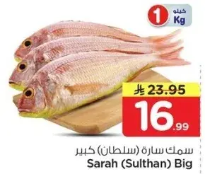 سمك ساره (سلطان) كبير بالكيلو