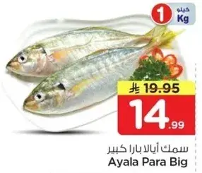 سمك ايالا بارا كبير 1 كيلو