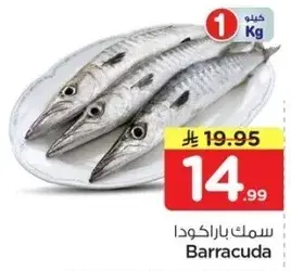 سمك باراكودا 1 كيلو