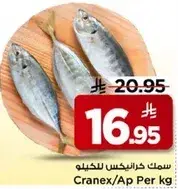 سمك كرانكس للحيلو