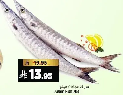 سمك عجام / كيلو