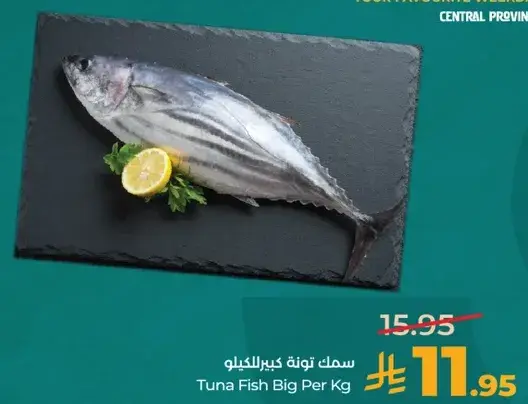 سمك تون كبير للكيلو
