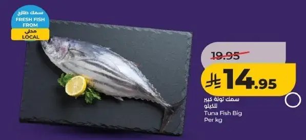 سمك تون كبير