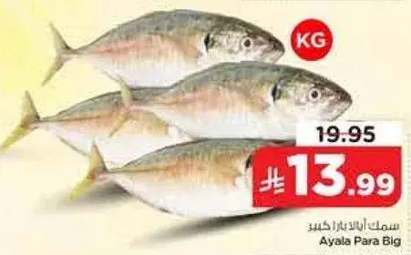سمك ايالا بارا بيغ