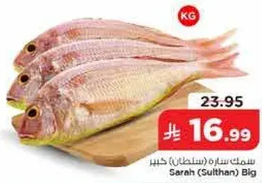 Sarah (Sulthan) Big Fish