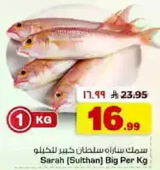 سمك ساره سلطان كبير للكيلو