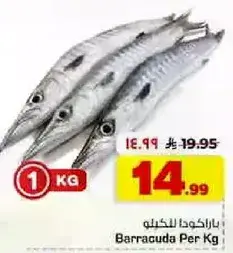 باراكودا للكيلو