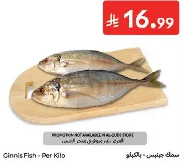 سمك جينيس - بالكيلو
