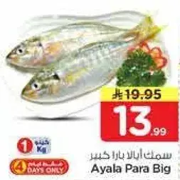 Ayala Para Big fish, fresh, 1 Kg.