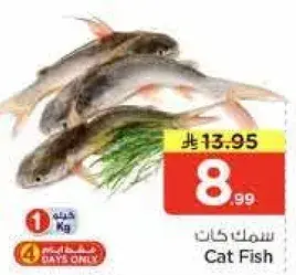 سمك كات 1 كيلو