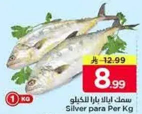 سمك ايبلا بارا للكليو