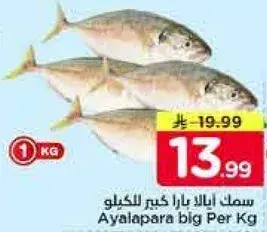 سمك ايبالا بارا كبير الكيلو