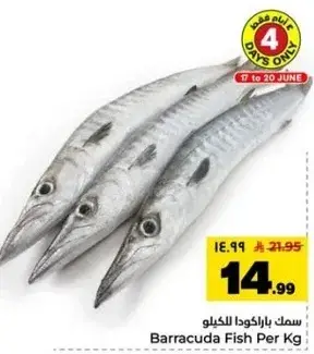 Barracuda Fish Per Kg