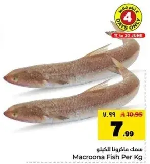 سمك ماكرونا للكيلو