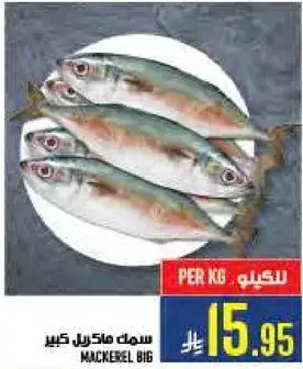 Mackerel big
