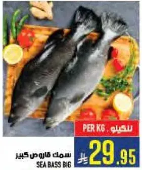 Sea Bass Big