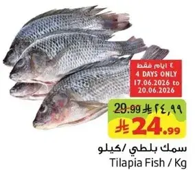 سمك بلطي/كيلو