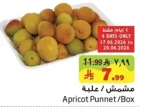 مشمس/علبه