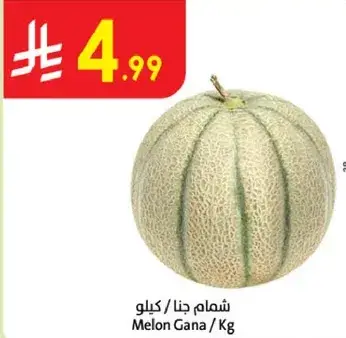 شمام جينا / كيلو