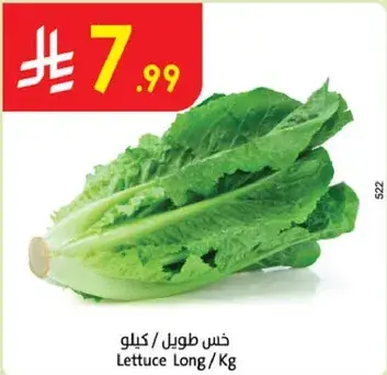 خس طويل / كilo