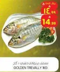 سمك بربوني دهني 1 كجم