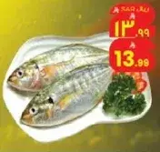 سمك طازج